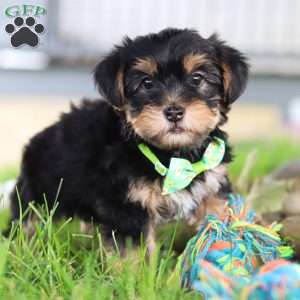 Bobby, Morkie / Yorktese Puppy